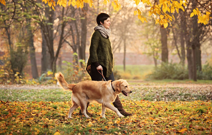 Dog-walk-golden-labrador-walking-in-woods
